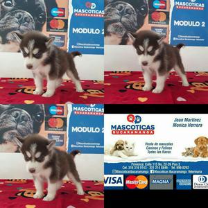 Siberian Husky Manto Chocolate