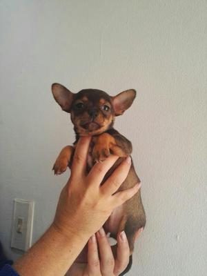 Vendo Hembra Chihuahua de 3 Meses
