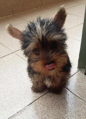 Vendo Yorkshire Terrier