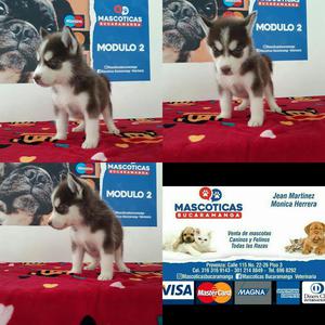 en Venta Siberian Husky Manto Cafe