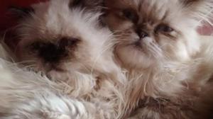 vendo hermosos gatos persas desparasitados y vacunados