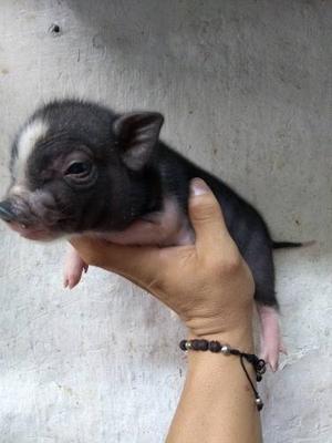 Cerdos Mini Pig
