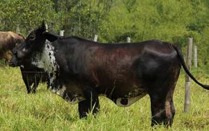 Vaca Cebu X Holstein Primer Parto
