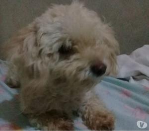 Doy en adopcion a un perrito french poodle