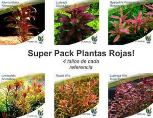 Super Paquete De Plantas Rojas