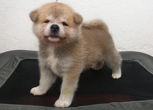 AKITA INU JAPONES