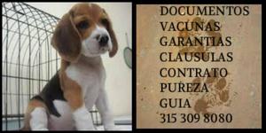 Beagle cachorro de la raza Vacunado certificado Puro