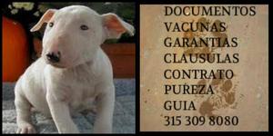 Bull terrier Blanco cachorro puro garantia vacunas