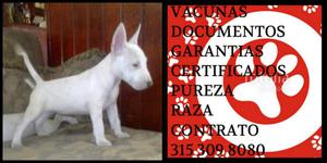 Bull terrier White cachorro Vacunas documentos Garantia
