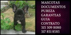 Bulldog French Puro Negro manto Garantia vacunas documentos