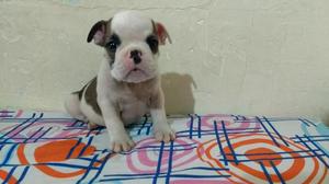 Bulldog Ingles Mini