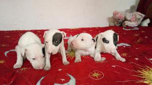 Bullterrier