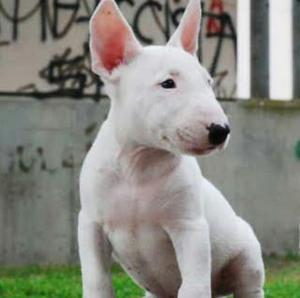 Bullterrier Garantia Y Carnet