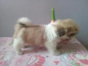 Cachorro de 42 Dias Mini Shitzu Tricolor