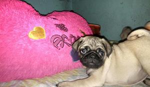 Cachorros Pug