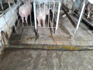 Cerdos Pig Y Pietran
