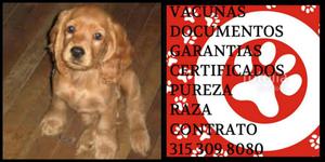 Cocker Spanish dorado cachorro vacunas Pureza certificado