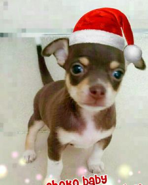 Divinooo Chihuahua Chokolate Navideño