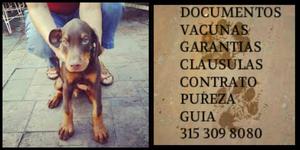 Dobermann raza Cachorro Pureza Garantia Vacunas Unico Docs