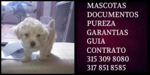 French Poodle toy cachorro garantizado mini documentos