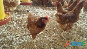 GALLINAS PONEDORAS