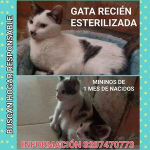 ★ GRATIS PALMIRA, Adopta 1 Gata y 2 Bebes, 1 Mes,