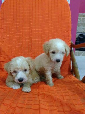 Hermos Cachorros de French Poodle