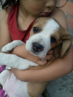 Hermosa Cachorrita Beagle