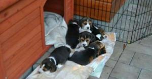 Hermosas Y Adorables Beagle