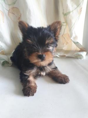 Hermoso Macho Mini Yorky