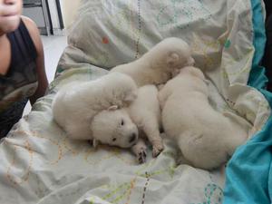 Hermosos Cachorros Samoyedo