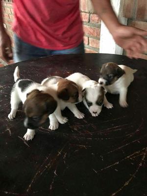 Hermosos Jack Russelt