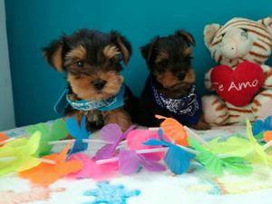 Hermosos Yorky Terrier