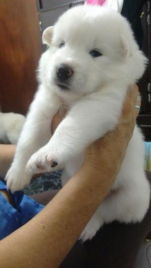 Lobos Samoyedos  Tiernos