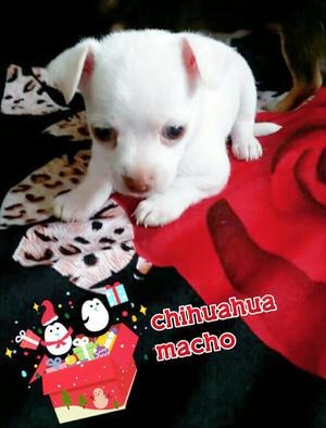 Macho Blanco Chihuahua For Saleee!!!