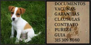 Mini Jack russell cachorro Bi color Puro Certificado