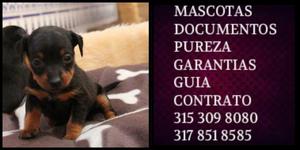 Mini pinscher cachorrito garantia vacunas Pureza certificado
