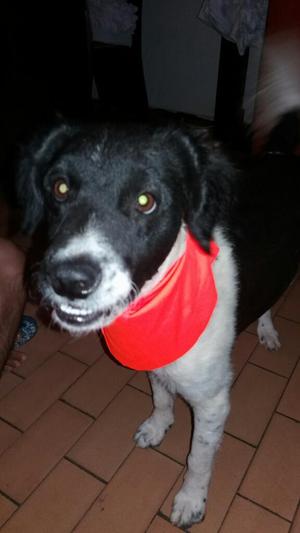 Perrito en Adopcion