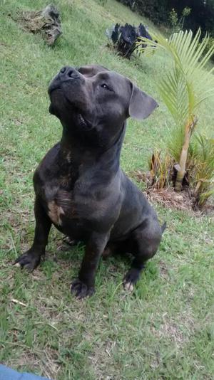 Pitbull Bully