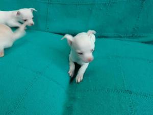 Preciosos Chihuahuas Diminutos