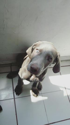 Se Vende Cachorro Weimaraner