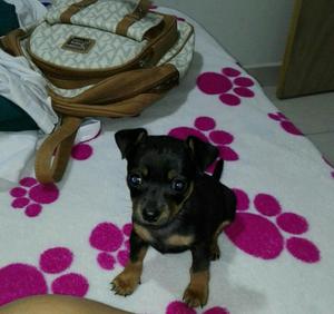 Se Vende Pincher de 52 Dias de Nacido