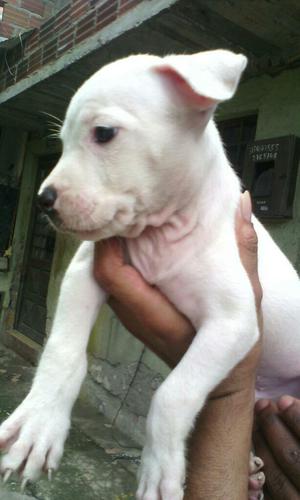 Se Vende Pit Bull