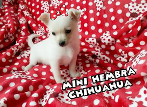 Super!!! Chihuahua Hembra For Sale