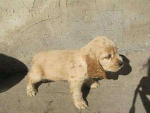 VENTA DE CACHORRITOS COCKER SPANIEL PUROS EN CALI