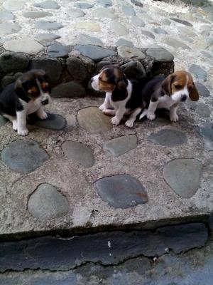 VENTA DE CACHORROS BEAGLE TRICOLOR FINOS