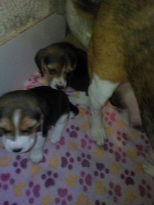 Vendo Cachoritas Beagle 100 Mil