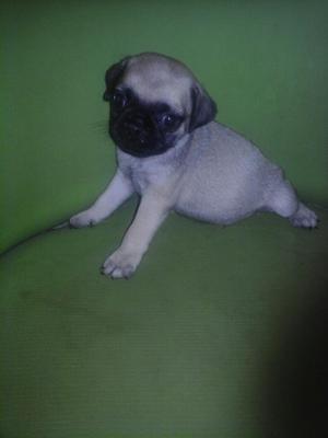 Vendo Cachorros Pug Tienen 45 Dias