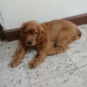Vendo Cocker Spaniels