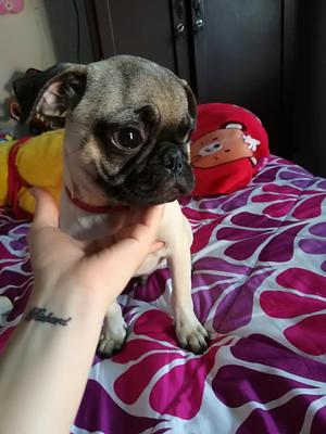 Vendo Perro Pug